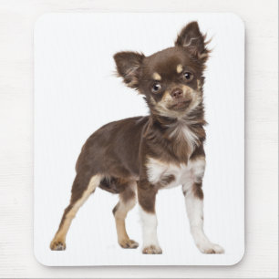 Cute Puppy Dog Gift Long Hair Funny Chihuahua Muismat