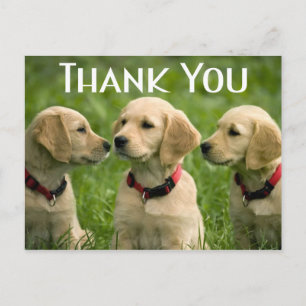 Cute Puppy Dog Golden Retriever Bedankt Briefkaart
