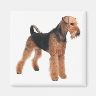 Cute Puppy Dog Mam Hondenliefhebber Airedale Terri Magneet