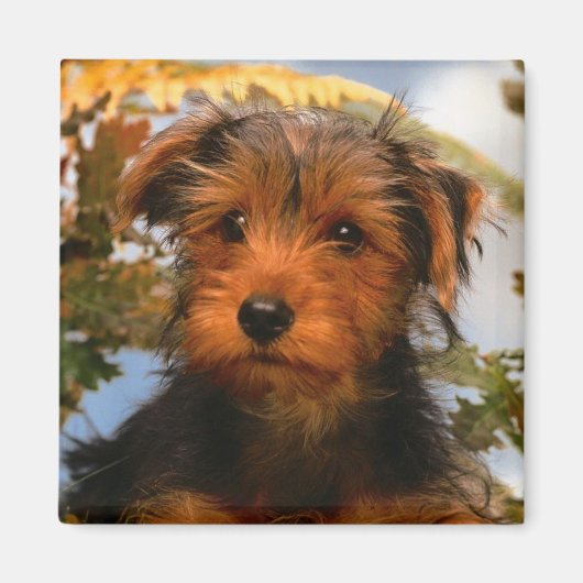 Cute Puppy Dog Mam Hondenliefhebber Airedale Terri Magneet (Voorkant)