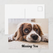 Cute Puppy Dog/Spaniel Sad Eyes Foto ontbreekt u Briefkaart (Voorkant / Achterkant)