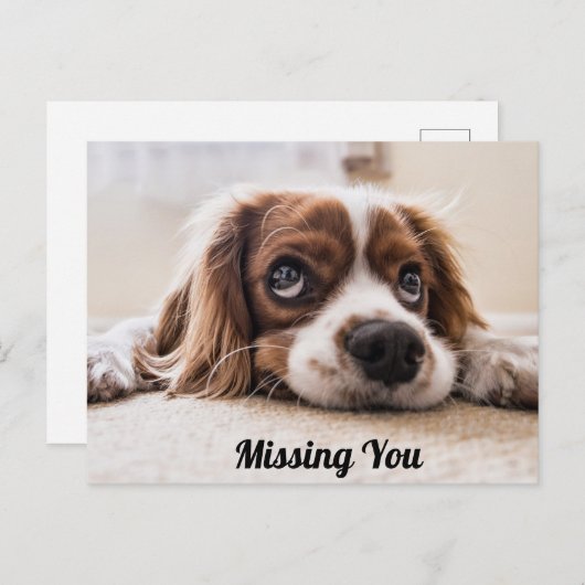 Cute Puppy Dog/Spaniel Sad Eyes Foto ontbreekt u Briefkaart (Voorkant / Achterkant)
