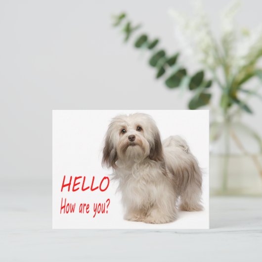 Cute Puppy Dog Thinking of You Havanese Hallo Briefkaart (Staand voorkant)