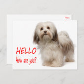Cute Puppy Dog Thinking of You Havanese Hallo Briefkaart (Voorkant / Achterkant)
