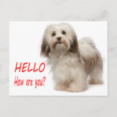 Cute Puppy Dog Thinking of You Havanese Hallo Briefkaart (Voorkant)