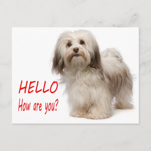 Cute Puppy Dog Thinking of You Havanese Hallo Briefkaart (Voorkant)