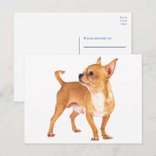Cute Puppy Dog vermist je Hallo Chihuahua Briefkaart