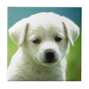 cute-puppy-dog-wallpapers.jpg tegeltje