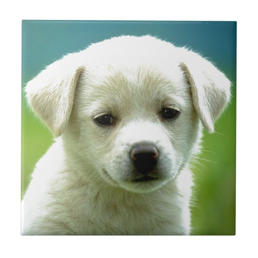 cute-puppy-dog-wallpapers.jpg tegeltje (Voorkant)