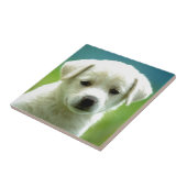 cute-puppy-dog-wallpapers.jpg tegeltje (Zijkant)