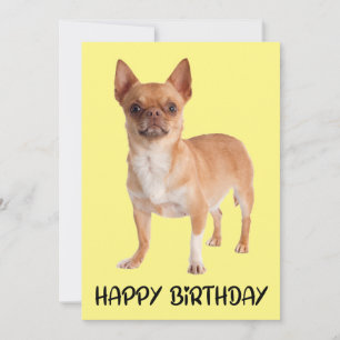 Cute Puppy Dog Yellow Funny Chihuahua Birthday Kaart