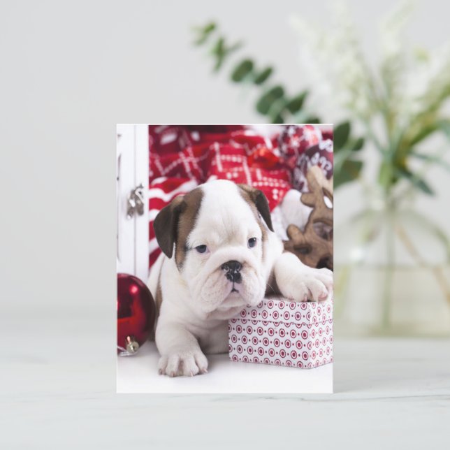 Cute Puppy English Bulldog | Vreemde kerst (Staand voorkant)