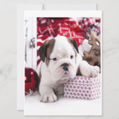 Cute Puppy English Bulldog | Vreemde kerst (Voorkant)