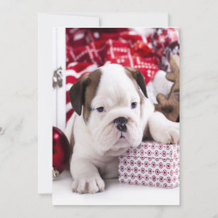 Cute Puppy English Bulldog   Vreemde kerst Feestdagenkaart