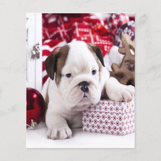 Cute Puppy English Bulldog | Vreemde kerst Flyer (Voorkant)