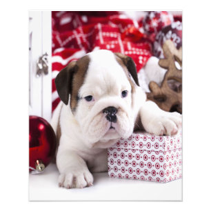 Cute Puppy English Bulldog Vreemde kerst Foto Afdruk