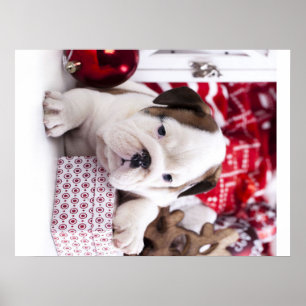 Cute Puppy English Bulldog   Vreemde kerst Poster