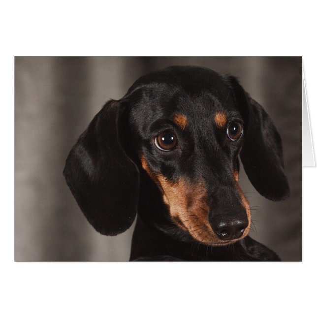 Cute Puppy Eye Dachshund Dog (Voorkant Horizontaal)