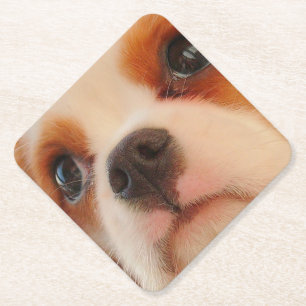 Cute Puppy Face Kartonnen Onderzetters