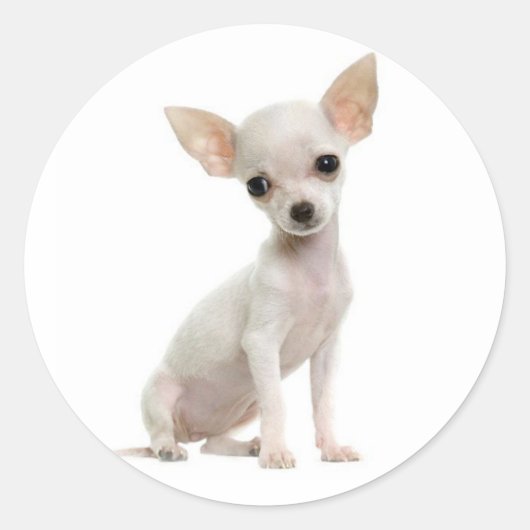 Cute Puppy Hondenliefhebber Funny Chihuahua Ronde Sticker (Voorkant)