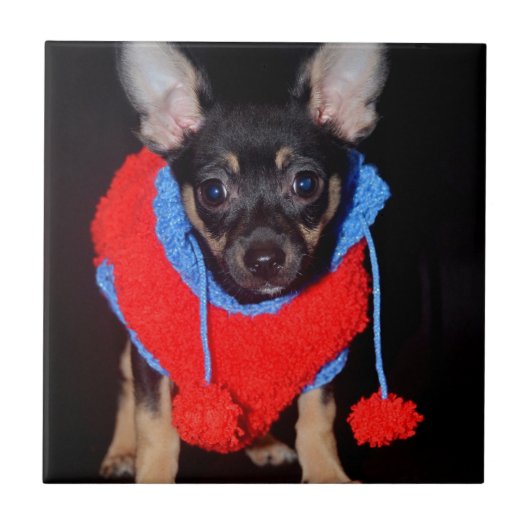 Cute Puppy in Red Wool Sweater Tegeltje (Voorkant)