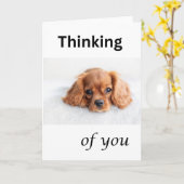Cute puppy kaart, Denk aan jou, Cavalier hond Kaart (Gele Bloem)
