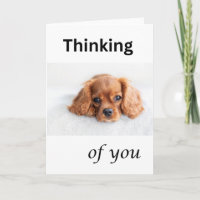Cute puppy kaart, Denk aan jou, Cavalier hond