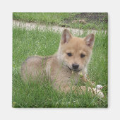 Cute Puppy Magnet (Voorkant)