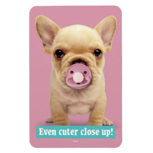 Cute Puppy met Pacifier Magneet