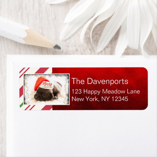 Cute Puppy Pug in een Rode Kerstmis Etiket (Insitu)