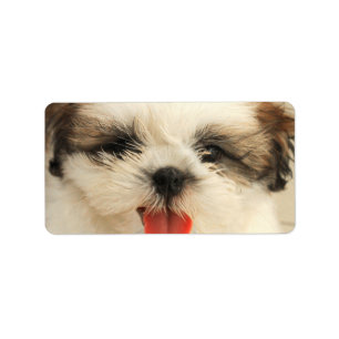 Cute Puppy Shih Tzu Etiket