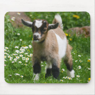Cute Pygmy Goat Kind in bloemen Muismat
