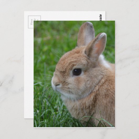 Cute Rabbit Briefkaart (Voorkant / Achterkant)