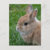 Cute Rabbit Briefkaart (Voorkant)