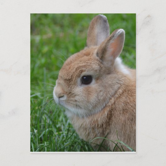 Cute Rabbit Briefkaart (Voorkant)