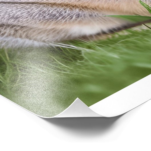 Cute Rabbit Foto Afdruk (Hoek)