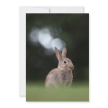 Cute Rabbit Natuur Photo Card