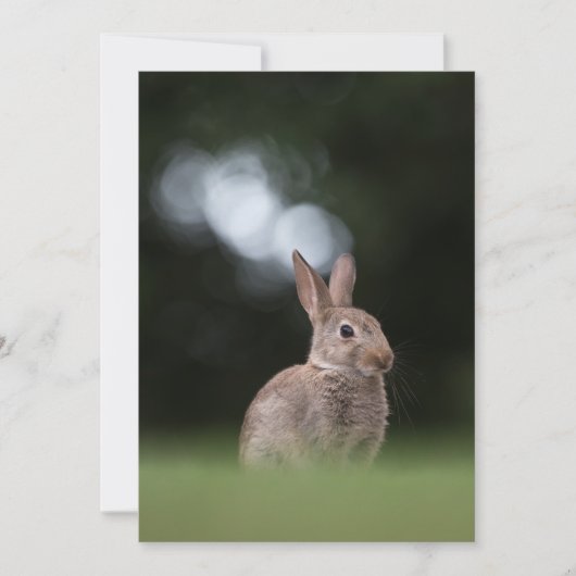 Cute Rabbit Natuur Photo Card Kaart (Voorkant)