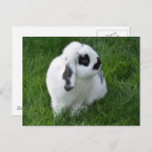 Cute Rabbit on Grass Briefkaart (Voorkant / Achterkant)