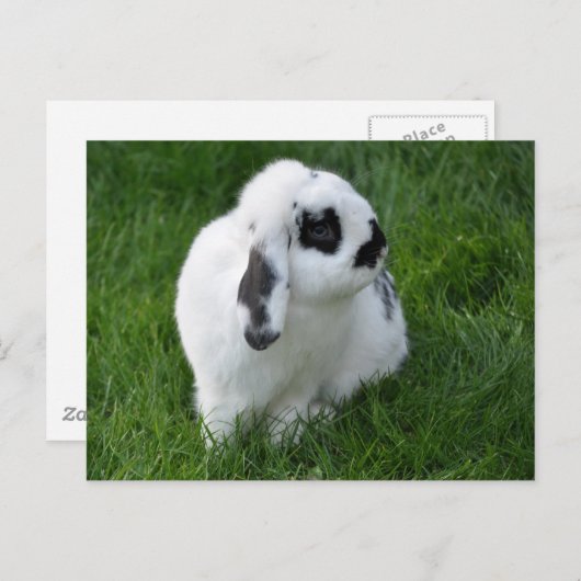 Cute Rabbit on Grass Briefkaart (Voorkant / Achterkant)