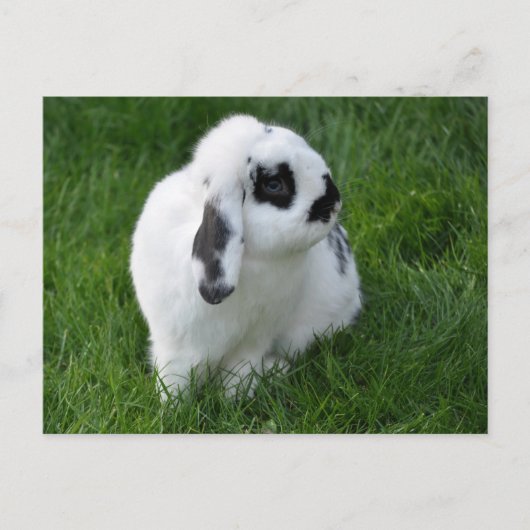 Cute Rabbit on Grass Briefkaart (Voorkant)