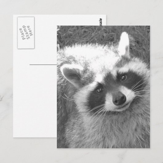 Cute Raccoon Briefkaart (Voorkant / Achterkant)