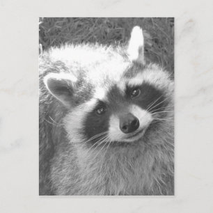 Cute Raccoon Briefkaart