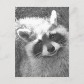 Cute Raccoon Briefkaart (Voorkant)