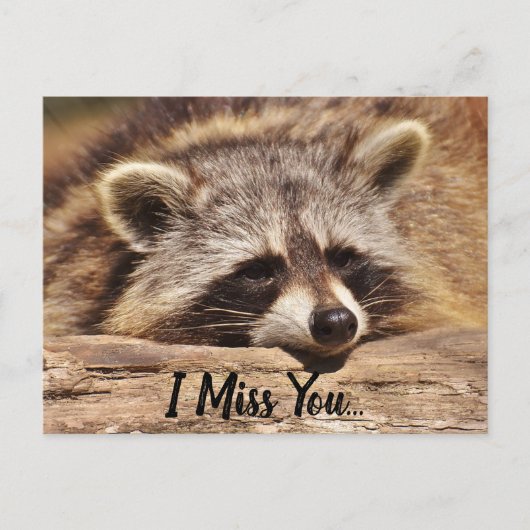 Cute Raccoon Briefkaart (Voorkant)