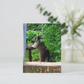 Cute Raccoon Eating at Bird Feeder Briefkaart (Staand voorkant)