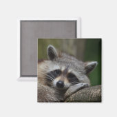 Cute Raccoon Face Magneet (Voorkant / Achterkant)