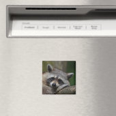 Cute Raccoon Face Magneet (Insitu (Vaatwasser))