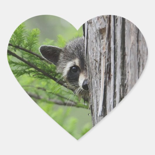Cute Raccoon Hart Sticker (Voorkant)