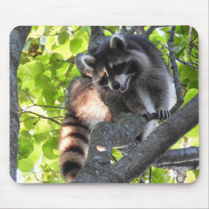 Cute Raccoon in een boom Muismat